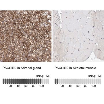 Anti-PACSIN2 antibody produced in rabbit Prestige Antibodies&#174; Powered by Atlas Antibodies, affinity isolated antibody