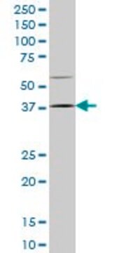 Monoclonal Anti-HOXD9 antibody produced in mouse clone 2A9, purified immunoglobulin, buffered aqueous solution