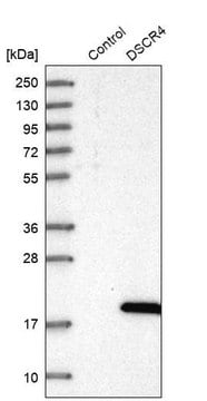 Anti-DSCR4 antibody produced in rabbit Prestige Antibodies&#174; Powered by Atlas Antibodies, affinity isolated antibody, buffered aqueous glycerol solution