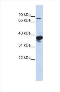 Anti-LONRF2 (ab1) antibody produced in rabbit affinity isolated antibody