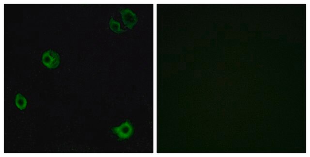 Anti-GPR110 antibody produced in rabbit affinity isolated antibody