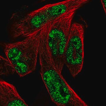 Anti-MSANTD3 antibody produced in rabbit Prestige Antibodies&#174; Powered by Atlas Antibodies, affinity isolated antibody