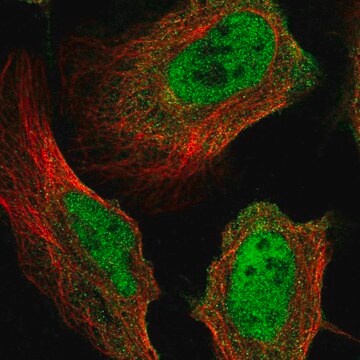 Anti-MICAL3 antibody produced in rabbit Prestige Antibodies&#174; Powered by Atlas Antibodies, affinity isolated antibody