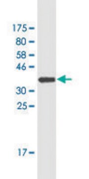 Monoclonal Anti-IL12B antibody produced in mouse clone 2H6, purified immunoglobulin, buffered aqueous solution