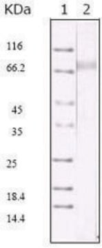 Monoclonal Anti-KSHV ORF45 antibody produced in mouse clone 2D4A5, ascites fluid