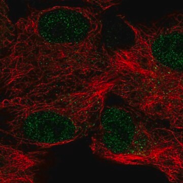 Anti-CA12 antibody produced in rabbit Prestige Antibodies&#174; Powered by Atlas Antibodies, affinity isolated antibody