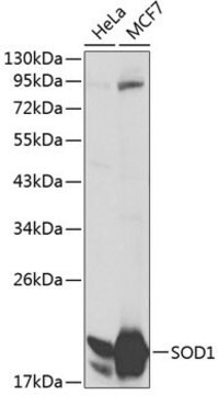 Anti-SOD1 antibody produced in rabbit