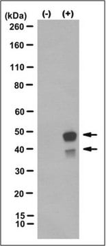 Anti-Caspase-4, clone 17D9 Antibody clone 17D9, from rat