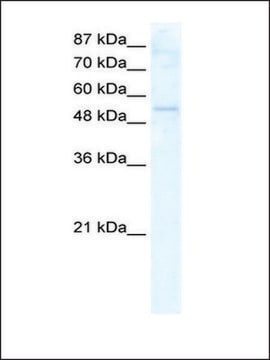 Anti-DDX19A antibody produced in rabbit IgG fraction of antiserum