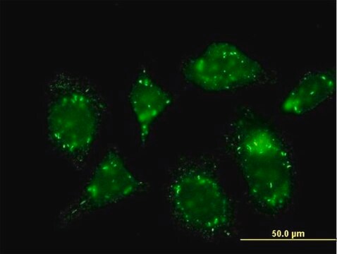 Monoclonal Anti-RABGAP1 antibody produced in mouse clone 1A8, purified immunoglobulin, buffered aqueous solution