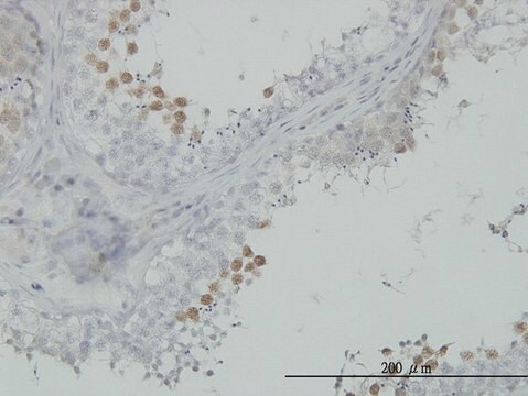 Monoclonal Anti-CDC2 antibody produced in mouse clone 1C7, purified immunoglobulin, buffered aqueous solution