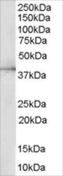 Anti-ERK2/MAPK1 antibody produced in goat affinity isolated antibody, buffered aqueous solution