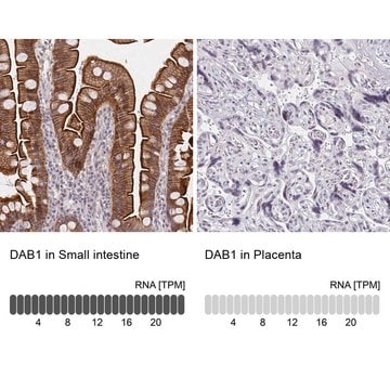 Anti-DAB1 antibody produced in rabbit Prestige Antibodies&#174; Powered by Atlas Antibodies, affinity isolated antibody, buffered aqueous glycerol solution