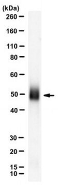 Anti-West Nile Virus/Kunjin Antibody, Envelope Antibody, clone 3.91D