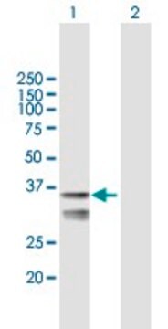 Anti-LETMD1 antibody produced in mouse purified immunoglobulin, buffered aqueous solution