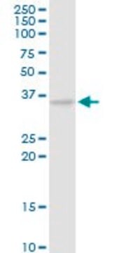 Anti-CAMLG antibody produced in rabbit purified immunoglobulin, buffered aqueous solution