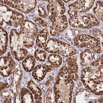 Anti-C3orf20 antibody produced in rabbit Prestige Antibodies&#174; Powered by Atlas Antibodies, affinity isolated antibody, buffered aqueous glycerol solution