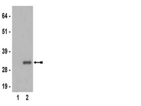 Anti-phospho-Ribosomal Protein S6 (Ser235) Antibody, clone MC27, rabbit monoclonal culture supernatant, clone MC27, Upstate&#174;