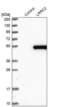 Anti-LRRC2 antibody produced in rabbit Prestige Antibodies&#174; Powered by Atlas Antibodies, affinity isolated antibody, buffered aqueous glycerol solution