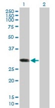 Anti-ABCC10 antibody produced in mouse purified immunoglobulin, buffered aqueous solution