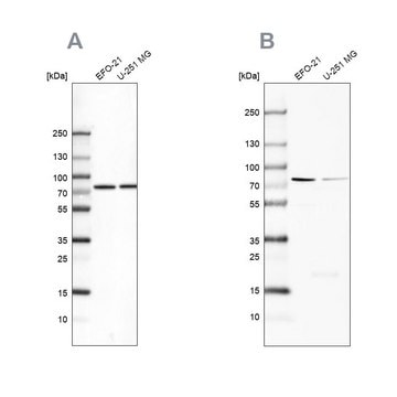 Anti-ATP6V1A antibody produced in rabbit Prestige Antibodies&#174; Powered by Atlas Antibodies, affinity isolated antibody