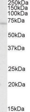 Anti-REL antibody produced in goat affinity isolated antibody, buffered aqueous solution