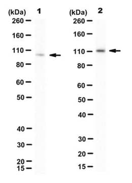 Anti-GRP94 Antibody, clone 3C4 clone 3C4, from mouse