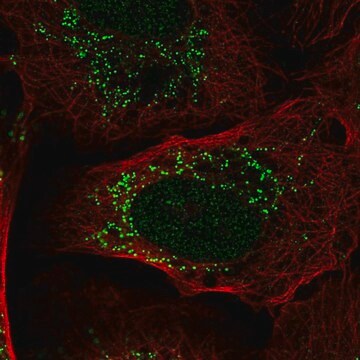 Anti-PIK3R3 antibody produced in rabbit Prestige Antibodies&#174; Powered by Atlas Antibodies, affinity isolated antibody