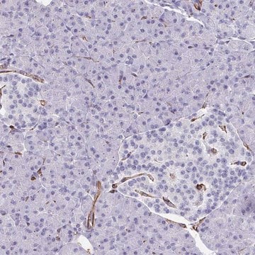 Anti-SLC35B1 antibody produced in rabbit Prestige Antibodies&#174; Powered by Atlas Antibodies, affinity isolated antibody, buffered aqueous glycerol solution