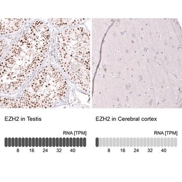 Monoclonal Anti-EZH2 antibody produced in mouse Prestige Antibodies&#174; Powered by Atlas Antibodies, clone CL11960, purified immunoglobulin, buffered aqueous glycerol solution