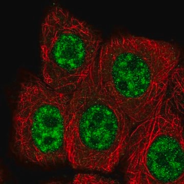 Anti-RBBP6 antibody produced in rabbit Prestige Antibodies&#174; Powered by Atlas Antibodies, affinity isolated antibody