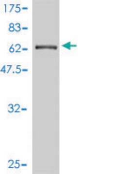 Monoclonal Anti-CTNNA3 antibody produced in mouse clone 3F4-1B11, purified immunoglobulin, buffered aqueous solution