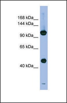 Anti-PSMD1, (N-terminal) antibody produced in rabbit affinity isolated antibody