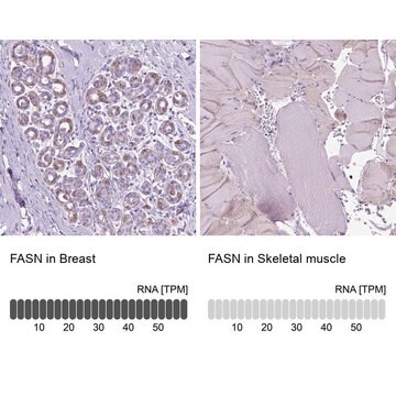 Anti-FASN antibody produced in rabbit Prestige Antibodies&#174; Powered by Atlas Antibodies, affinity isolated antibody, buffered aqueous glycerol solution