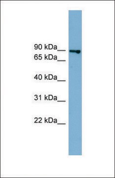 Anti-FASTKD2 antibody produced in rabbit affinity isolated antibody