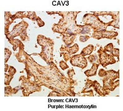 Anti-CAV3 antibody produced in rabbit affinity isolated antibody