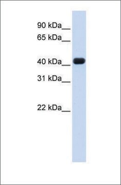 Anti-RTCD1 antibody produced in rabbit affinity isolated antibody