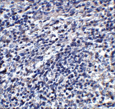 Anti-ORAI3 antibody produced in rabbit affinity isolated antibody, buffered aqueous solution