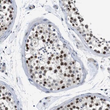 Anti-SMCO2 antibody produced in rabbit Prestige Antibodies&#174; Powered by Atlas Antibodies, affinity isolated antibody, buffered aqueous glycerol solution