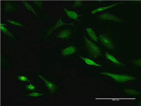 Monoclonal Anti-KRT8 antibody produced in mouse clone 3E3, purified immunoglobulin, buffered aqueous solution