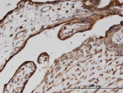 Monoclonal Anti-CANX, (C-terminal) antibody produced in mouse clone 1D4, purified immunoglobulin, buffered aqueous solution