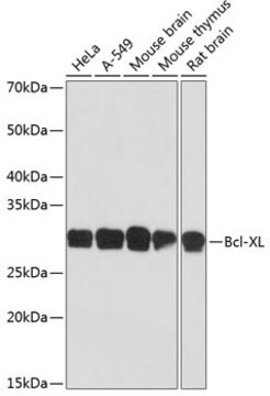 Anti-Bcl-XL Antibody, clone 2V10G9, Rabbit Monoclonal