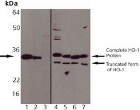 Anti-Heme Oxygenase-1 (1-30) Rabbit pAb liquid, Calbiochem&#174;