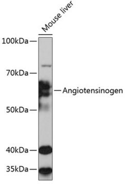 Przeciwciało przeciw angiotensynogenowi, klon 9Q5D4, królicze monoklonalne