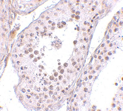 Anti-MED4 antibody produced in rabbit affinity isolated antibody