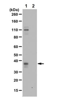 Anti-phospho HuR (Ser221) Antibody from rabbit, purified by affinity chromatography