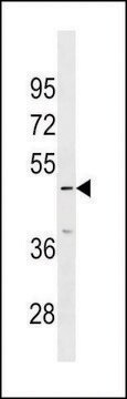 ANTI-IP6K3(N-TERMINAL) antibody produced in rabbit affinity isolated antibody, buffered aqueous solution