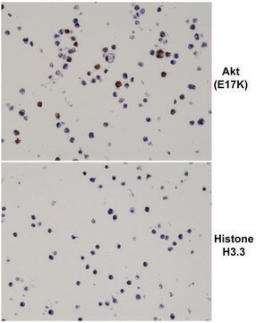 Anti-Akt (E17K Mutant) antibody, Rabbit monoclonal recombinant, expressed in HEK 293 cells, clone RM336, purified immunoglobulin