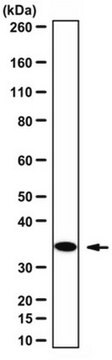 Anti-CDK1/CDC2 Antibody (C-Term) serum, Upstate&#174;