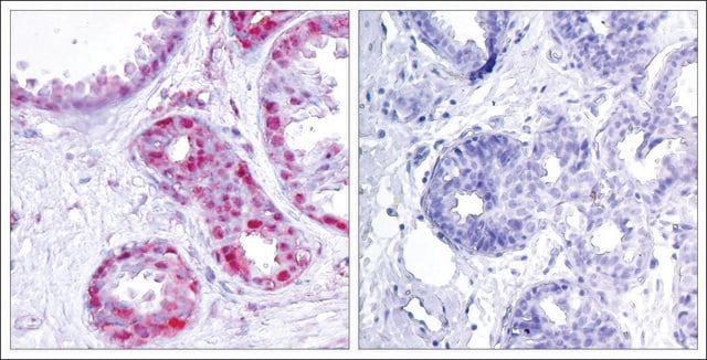 Anti-phospho-JUN (pSer243) antibody produced in rabbit affinity isolated antibody